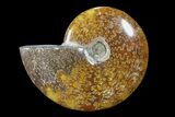 Polished, Agatized Ammonite (Cleoniceras) - Madagascar #88064-1